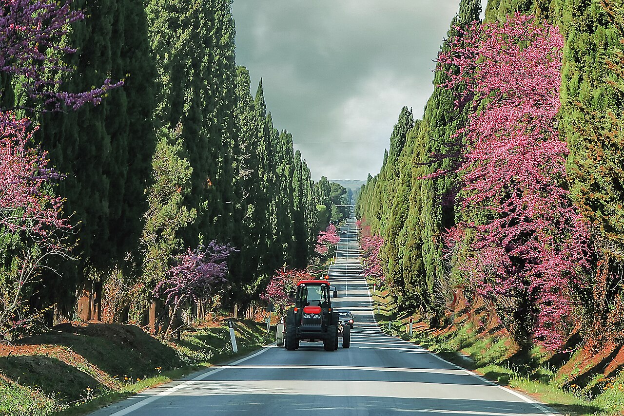 Long straight avenue of cypress trees lining a road in Tuscany